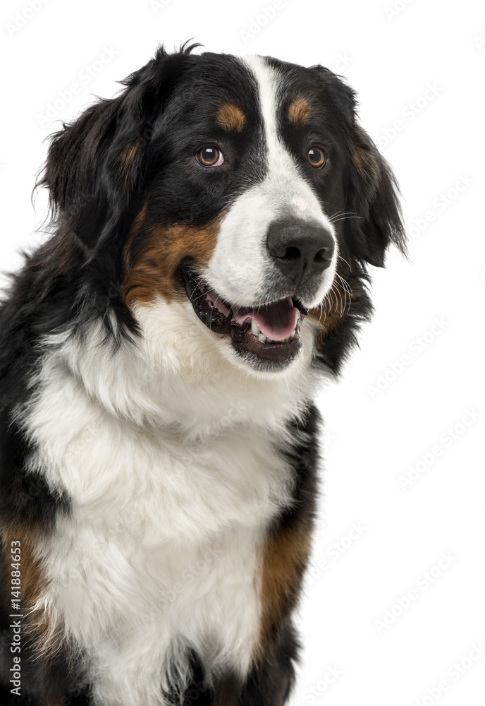Close-up of a Bernese Mountain Dog, 1 year old , isolated on whi
