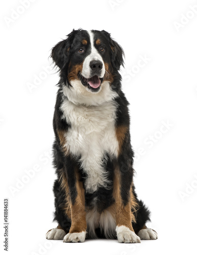 Bernese Mountain Dog sitting  1 year old   isolated on white