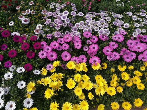 variety of daisy