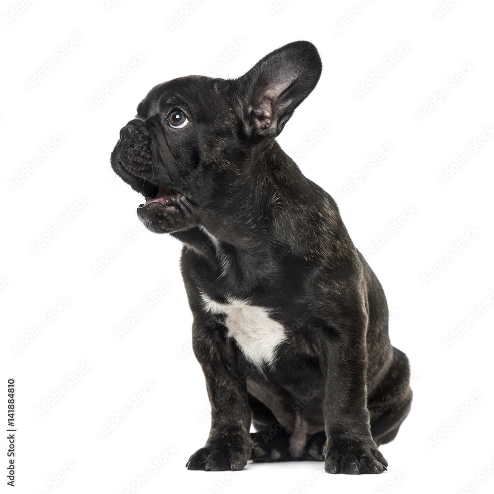 Puppy Black French bulldog sitting and looking away , isolated o