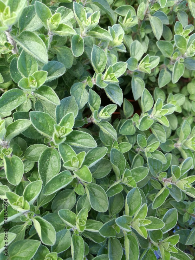 marjoram marjoram