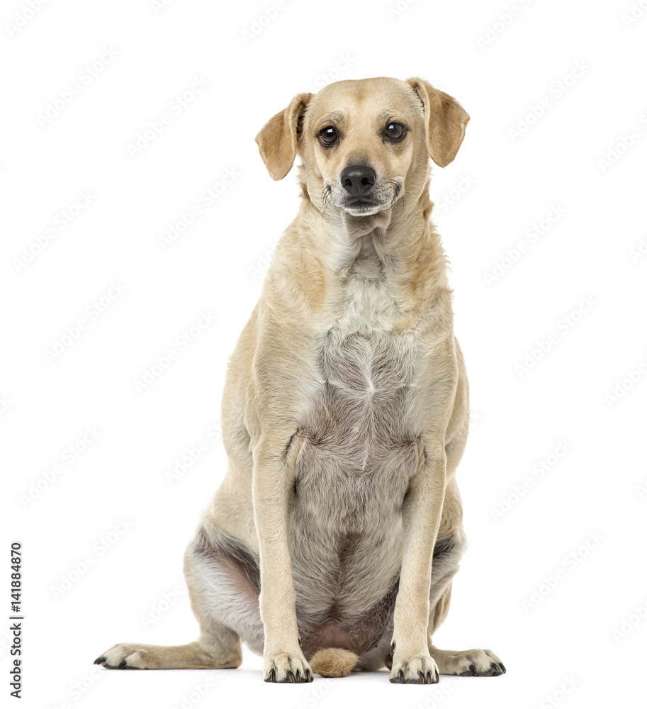 Mixed-breed sitting, 4 years old , isolated on white Mixed-breed sitting, 4 years old , isolated on white