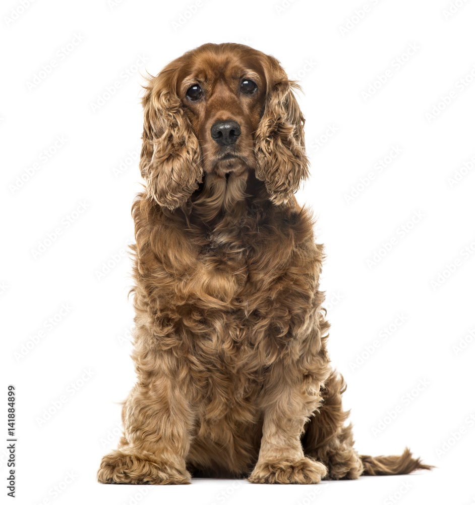 English Cocker Spaniel sitting, 6 years old , isolated on white