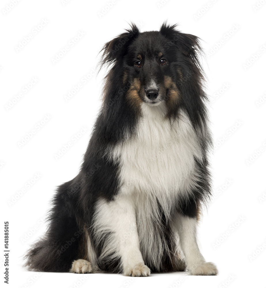  Berger Shetland sitting, 18 months old , isolated on white