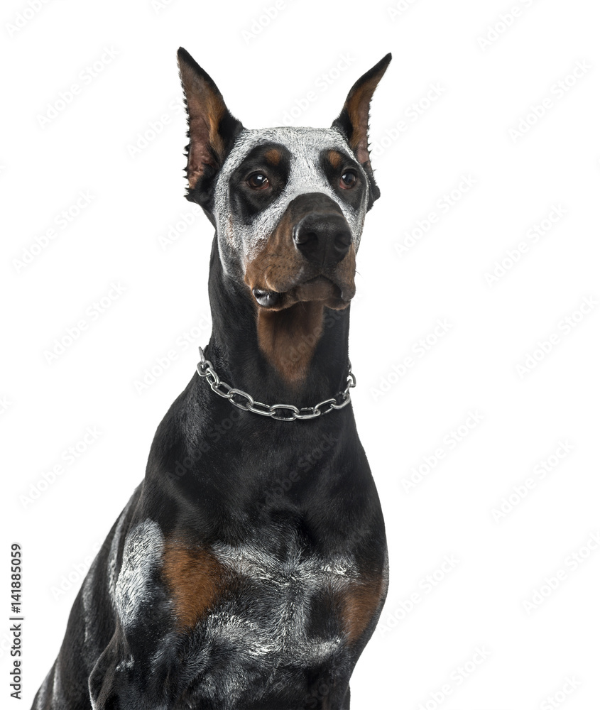 Close-up of disguised Doberman Pinscher, 8 months old , isolated