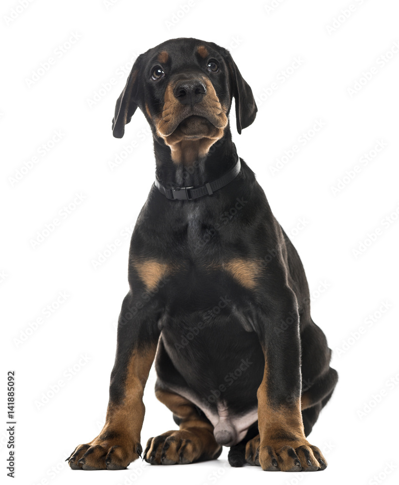Puppy Doberman Pinscher sitting, 7 weeks old , isolated on white Puppy Doberman Pinscher sitting, 7 weeks old , isolated on white