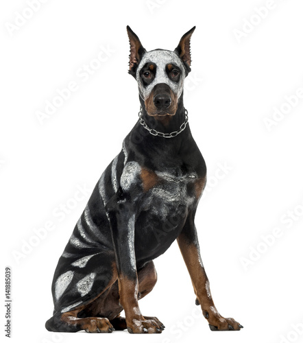 Disguise Doberman Pinscher sitting, 8 months old , isolated on w