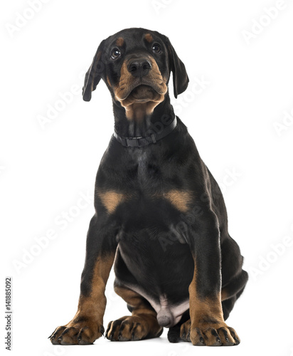 Puppy Doberman Pinscher sitting, 7 weeks old , isolated on white