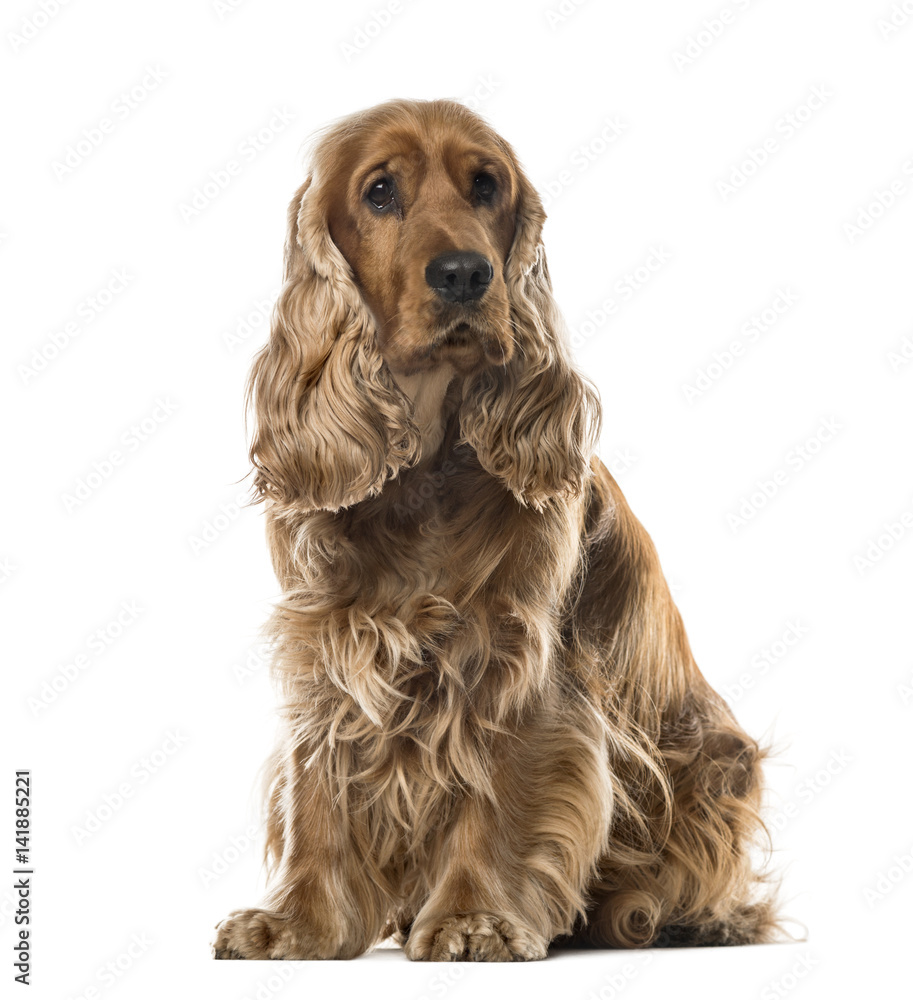 English Cocker Spaniel sitting, 2 years old , isolated on white English Cocker Spaniel sitting, 2 years old , isolated on white
