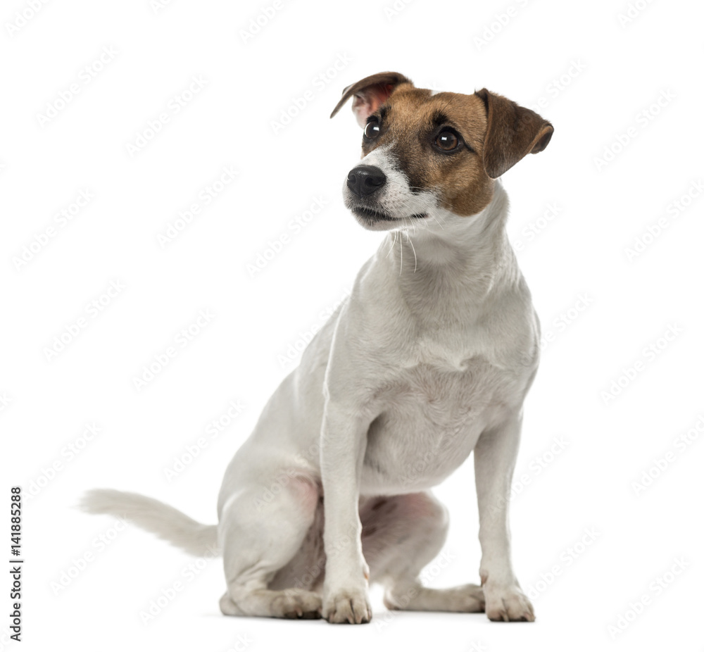 Jack Russell Terrier sitting and looking away,2 years old, isola