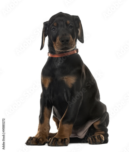 Puppy chocolate Doberman Pinscher sitting,(7 weeks old, isolated © Eric Isselée