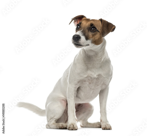 Jack Russell Terrier sitting and looking away,2 years old, isola © Eric Isselée