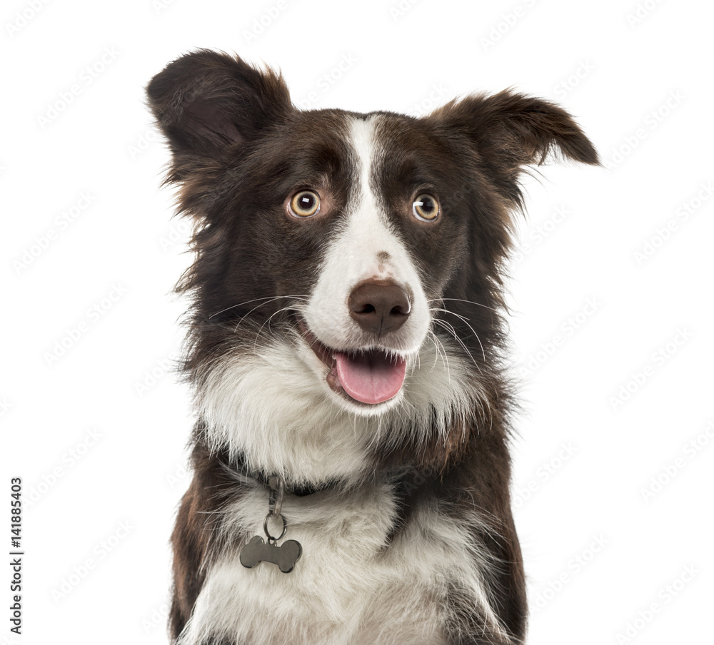 Close-up of a Border Collie , 15 months ols, isolated on white
