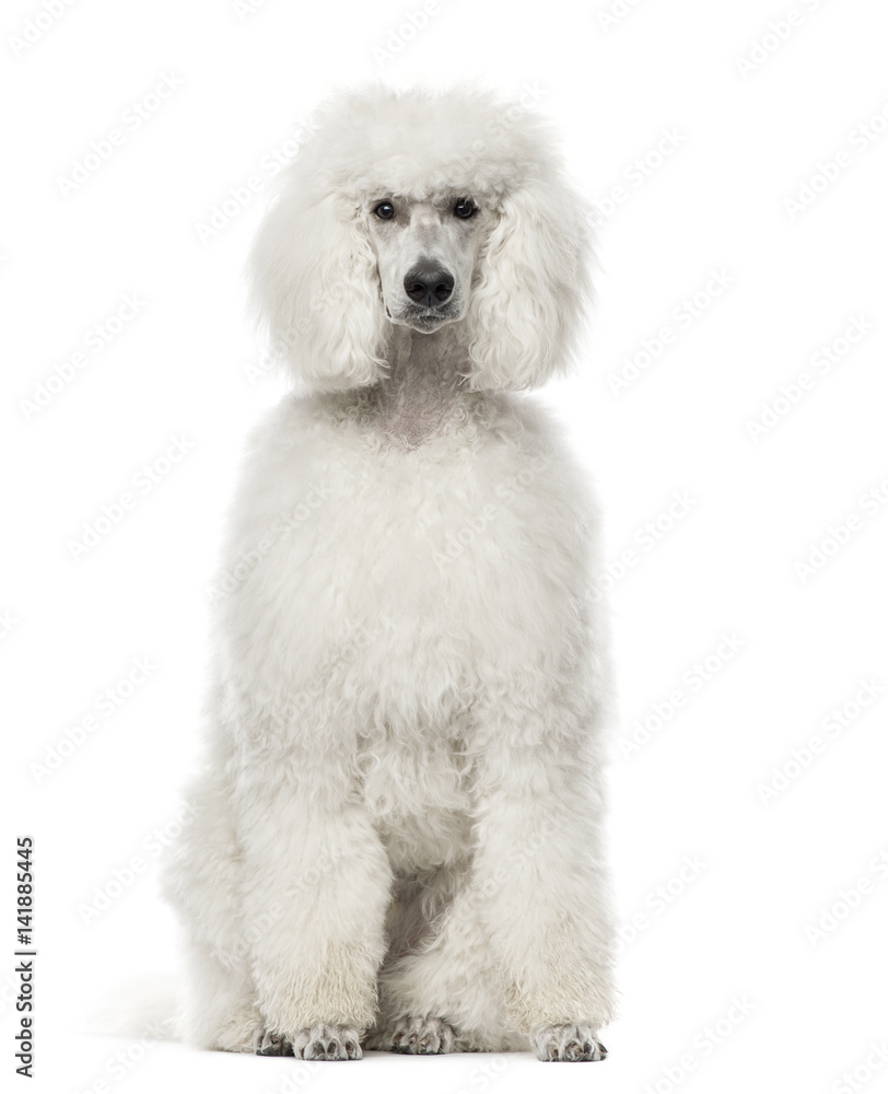  White poodle sitting, 9 months old , isolated on white