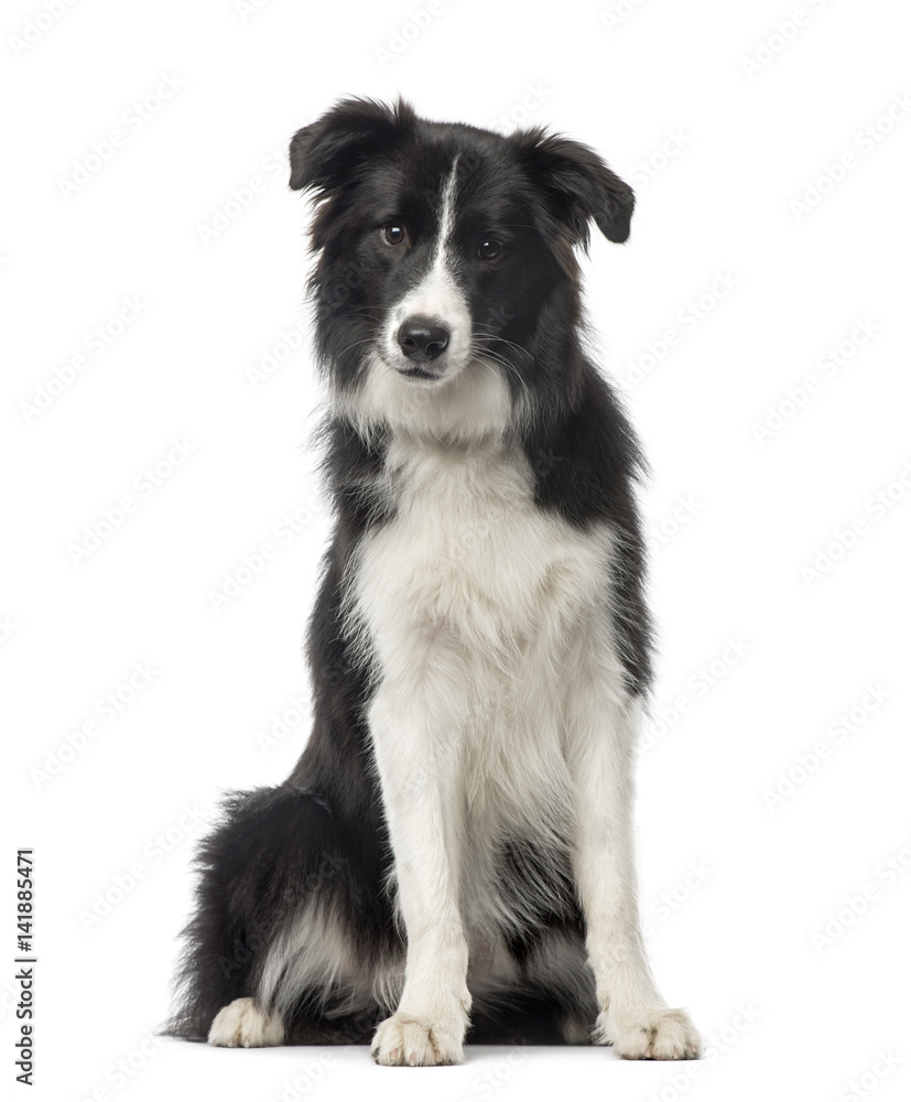 Black and white Border Collie sitting, 8 months old, isolated on