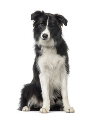 Black and white Border Collie sitting, 8 months old, isolated on
