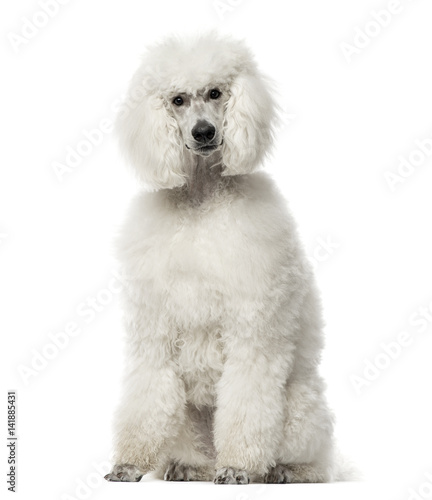  White poodle sitting, 9 months old , isolated on white
