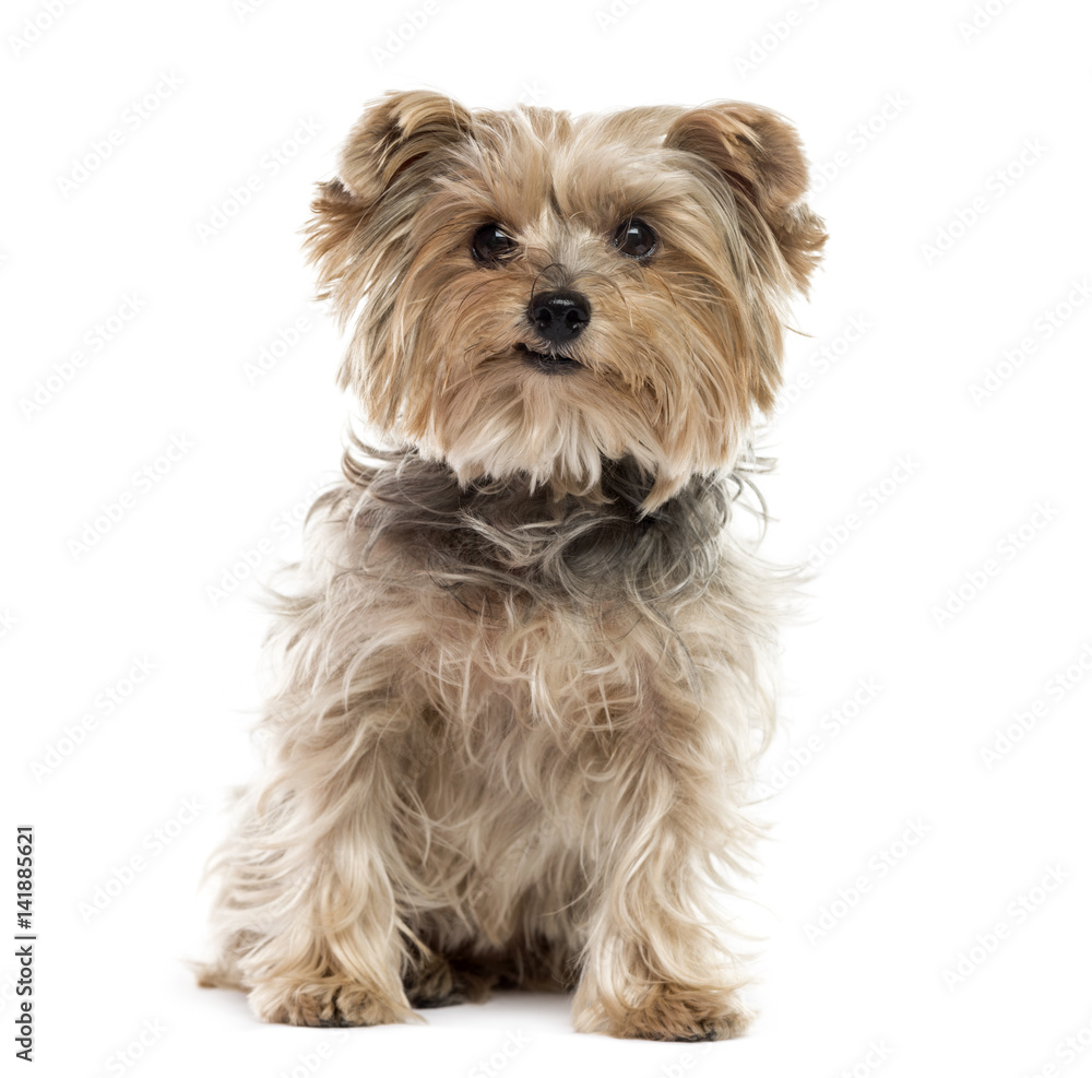 Yorkshire Terrier sitting, isolated on white Yorkshire Terrier sitting, isolated on white