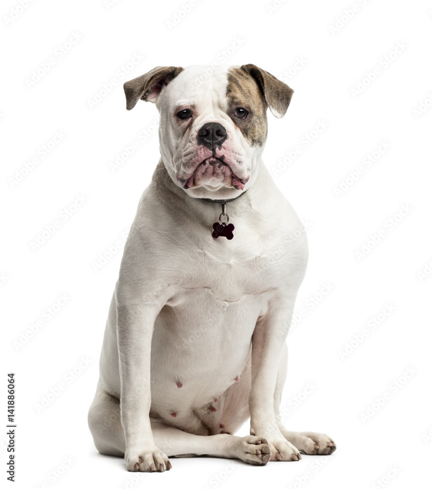 American Bulldog sitting, 1 year old, isolated on white