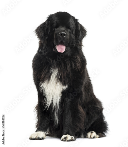 Schilderij op canvas Newfoundland sittind, 3 years old, isolated on white