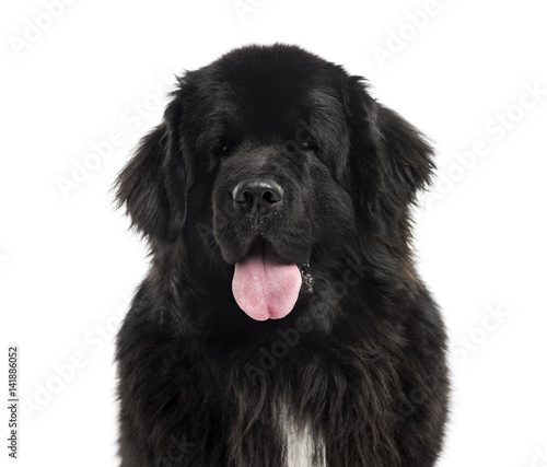 Close-up of a Newfoundland, 3 years old, isolated on white