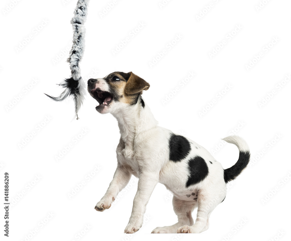 Puppy Jack Russell Terrier playing with a rope, 4 months old, is Puppy Jack Russell Terrier playing with a rope, 4 months old, is
