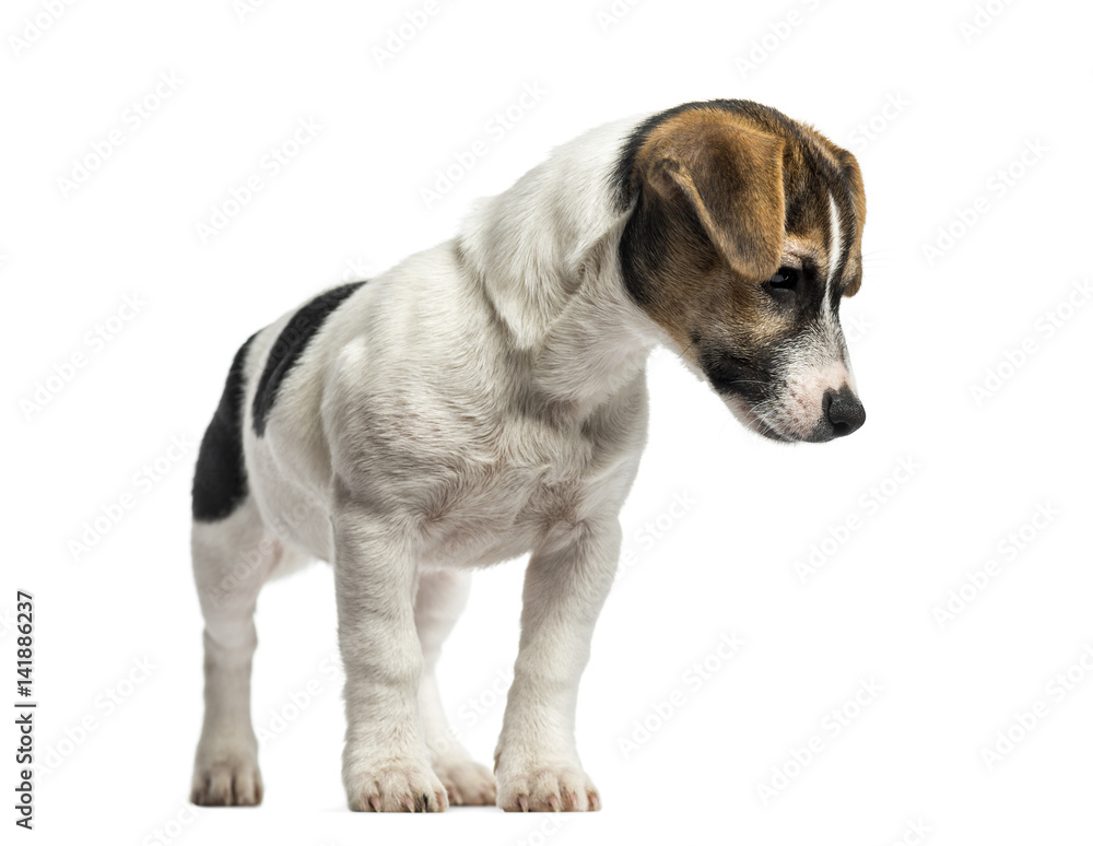 Puppy Jack Russell Terrier standing, 4 months old, isolated on white
