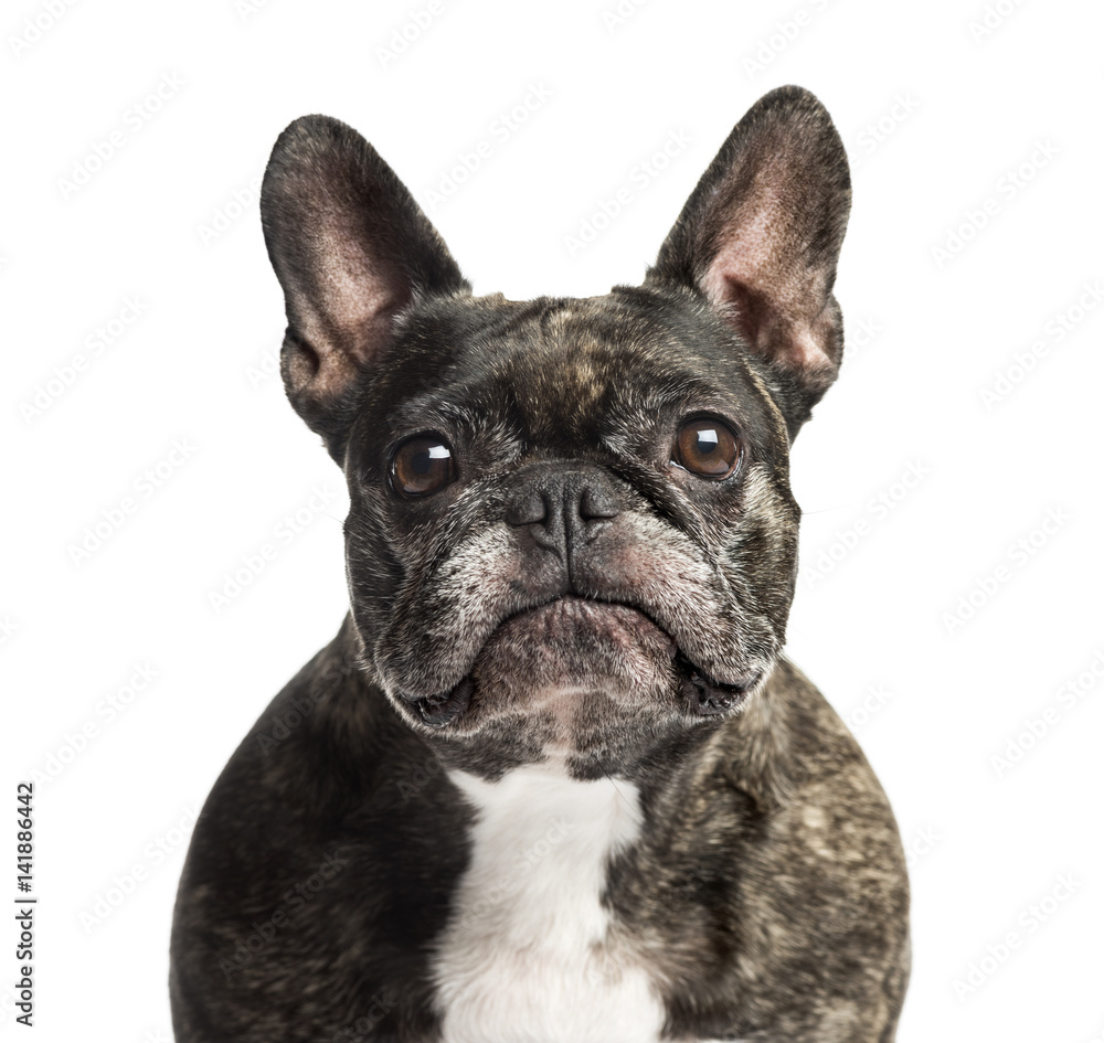 Close-up of a French Bulldog, 6 years old, isolated on white