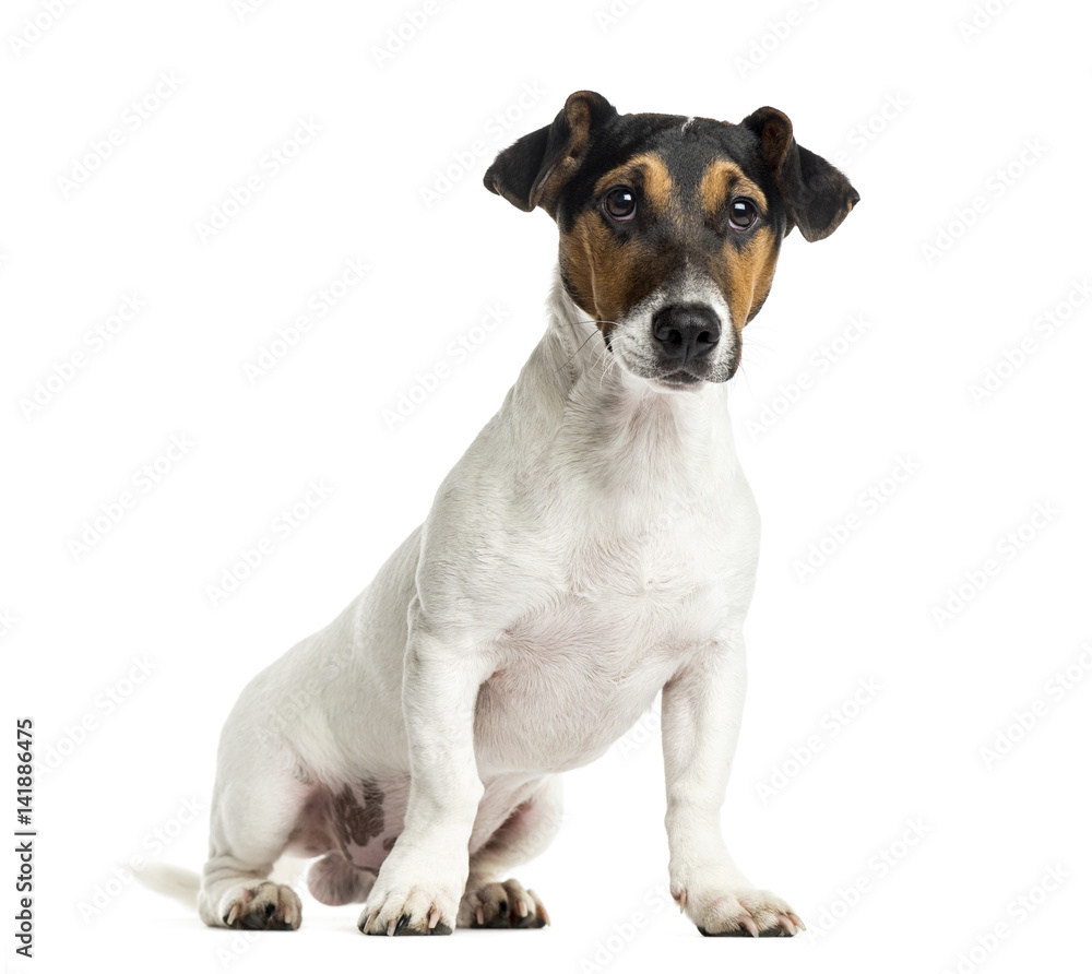 Puppy Jack Russell Terrier sitting, 6 months old, isolated on wh