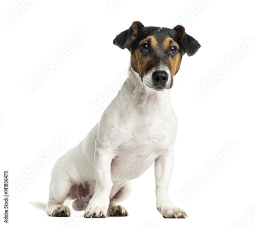 Puppy Jack Russell Terrier sitting, 6 months old, isolated on wh © Eric Isselée