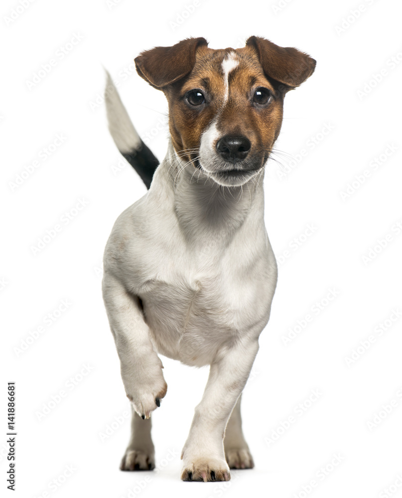 Front view of a Jack Russell Terrier standing, isolated on white