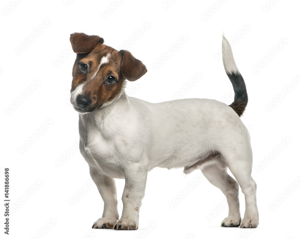Jack Russell Terrier standing, isolated on white