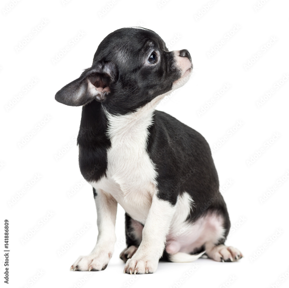Chihuahua sitting and looking away, 5 months old, isolated on wh Chihuahua sitting and looking away, 5 months old, isolated on wh