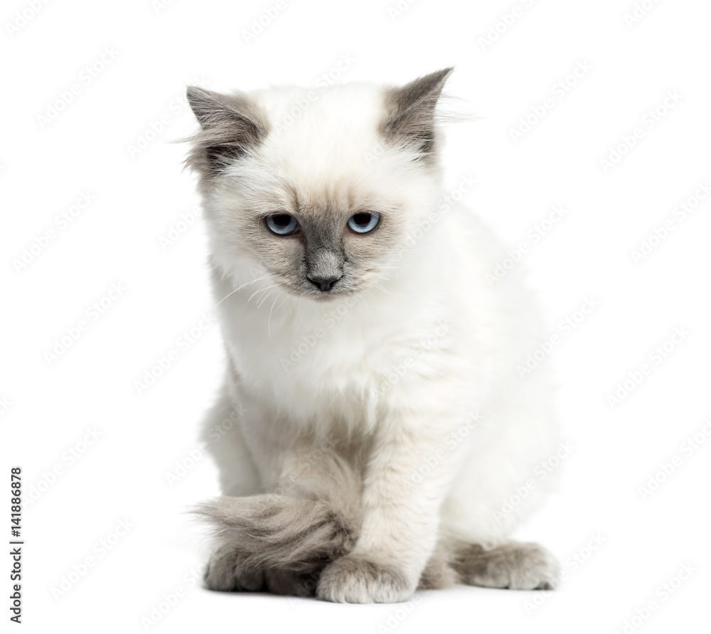 Birman sitting, 3 months old, isolated on white