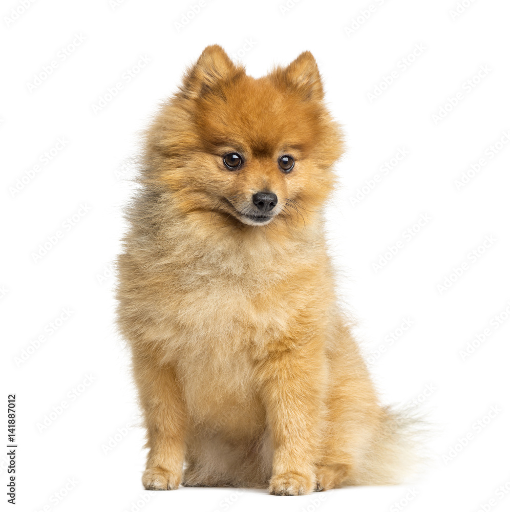 Pomeranian sitting, 5 years old, isolated on white Pomeranian sitting, 5 years old, isolated on white