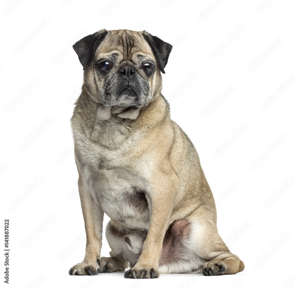 Old Pug sitting, 9 years old, isolated on white