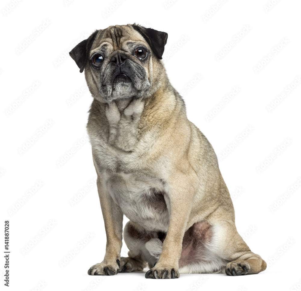 Old Pug sitting, 9 years old, isolated on white