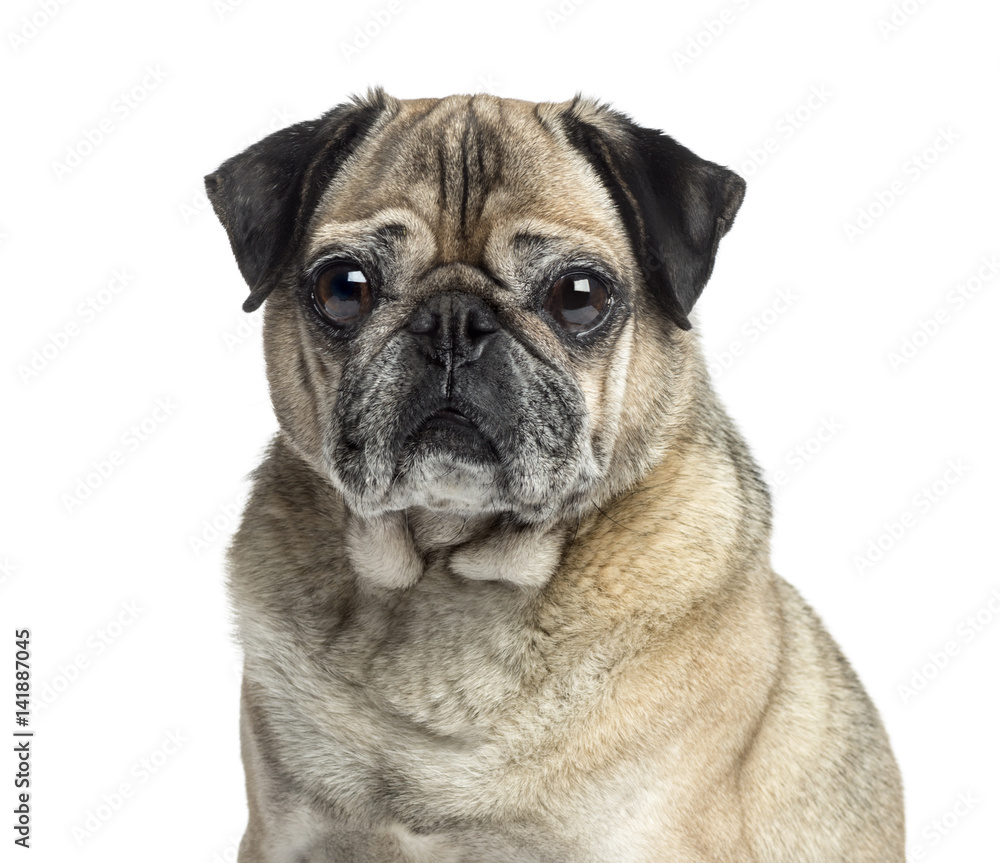 Close-up of an old Pug, 9 years old, isolated on white