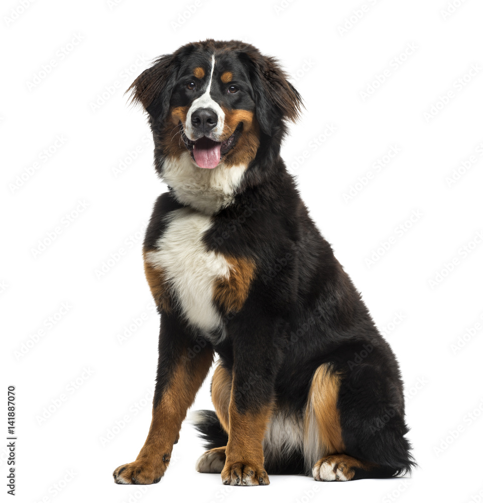 Bernese Mountain Dog sitting, 8 months old, isolated on white