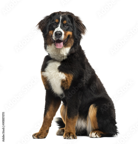 Bernese Mountain Dog sitting, 8 months old, isolated on white