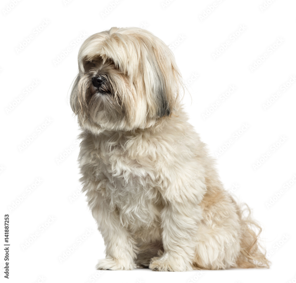 Shih-tzu sitting, 10 years old, isolated on white Shih-tzu sitting, 10 years old, isolated on white