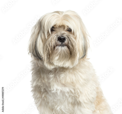 Close-up of a Shih-tzu, 10 years old, isolated on white