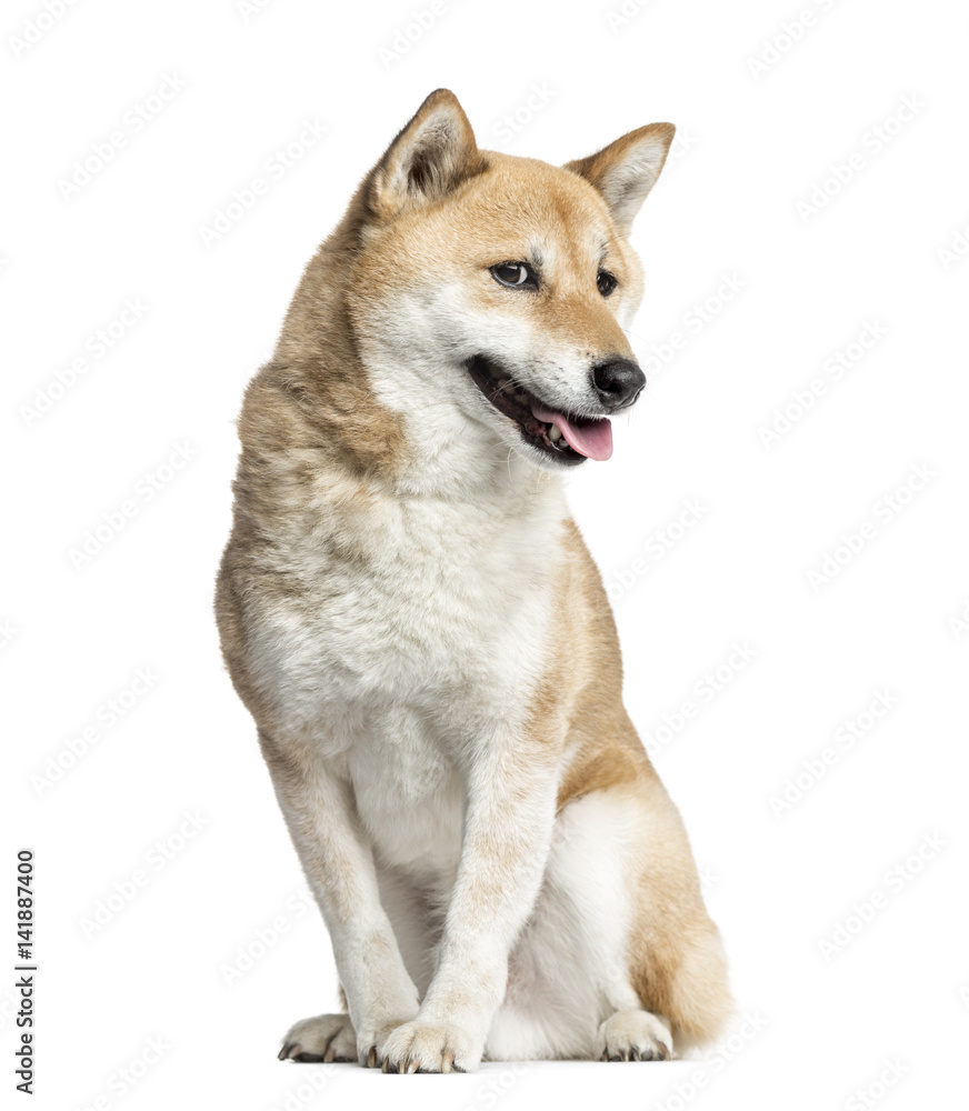 Shiba Inu sitting, 8 years old, isolated on white