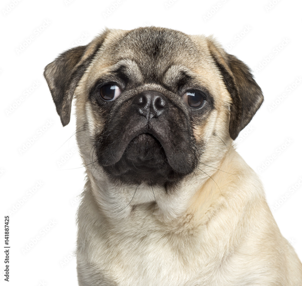 Close-up of a Pug, 7 months old, isolated on white