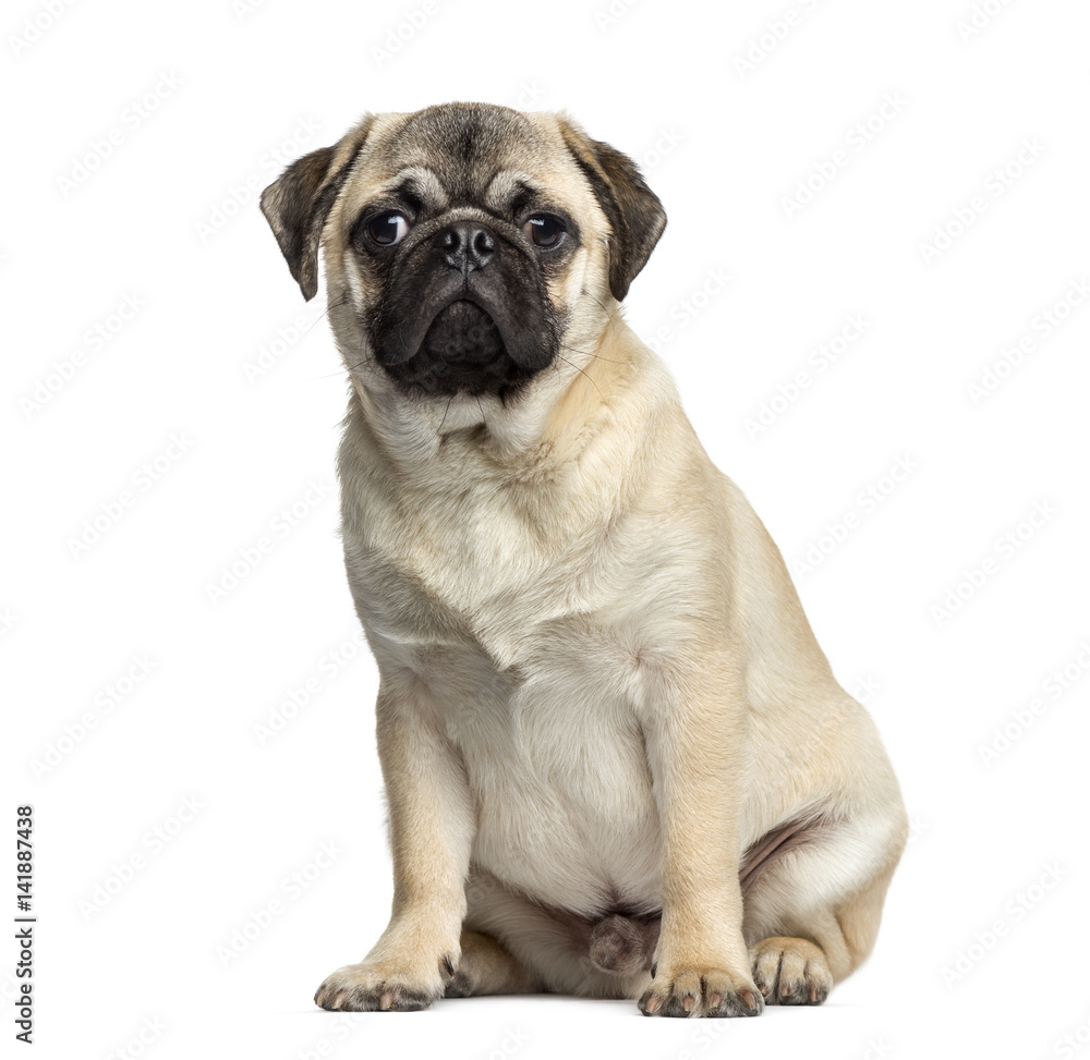 Pug sitting, 7 months old, isolated on white