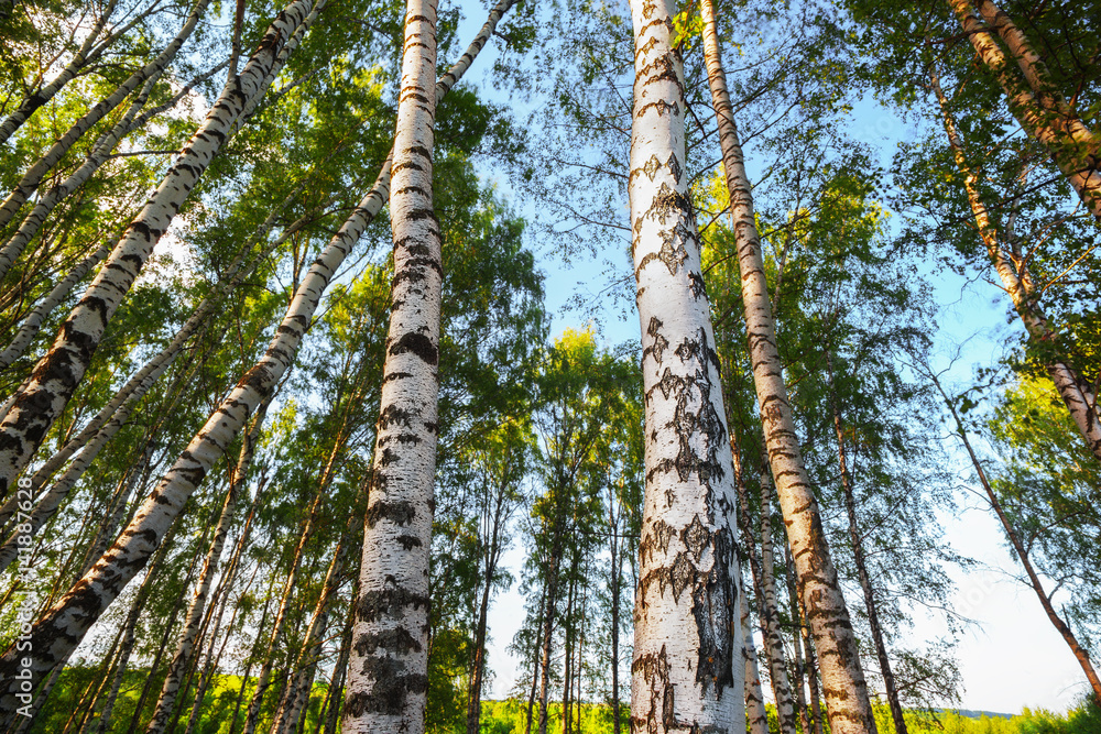 Fototapeta premium summer in sunny birch forest