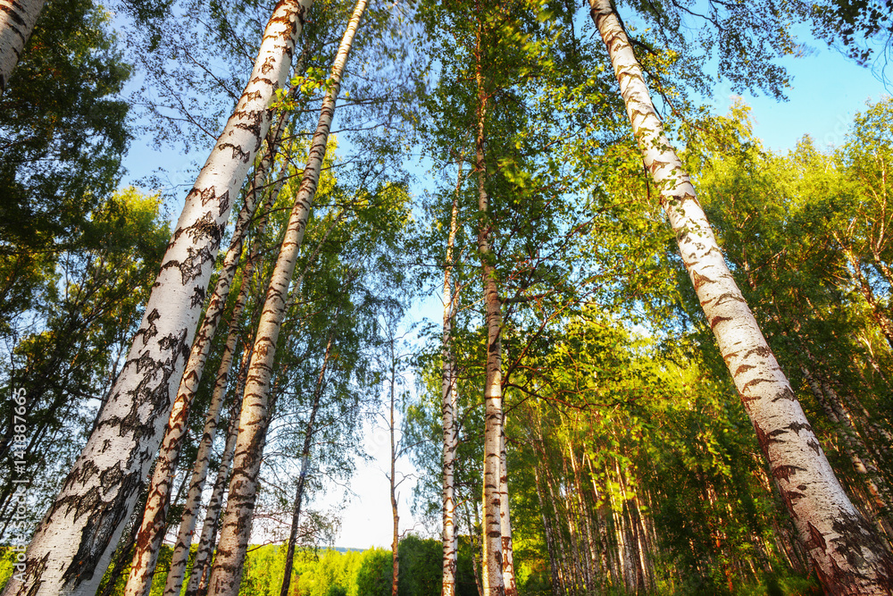 Fototapeta premium summer in sunny birch forest
