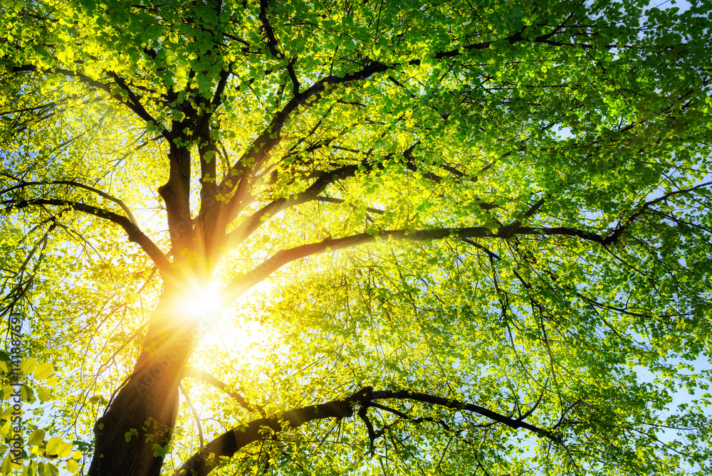 Naklejka premium Die Sonne leuchtet warm durch die grünen Blätter einer schönen Linde