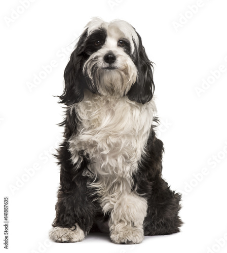 Quadro em tela Tibetan Terrier sitting, isolated on white