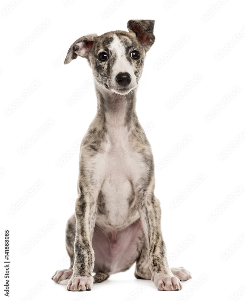 whippet sitting, 2,5 months, isolated on white